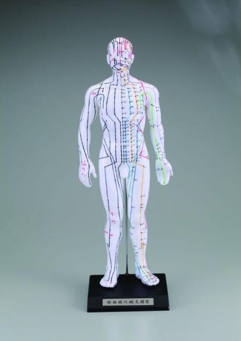 超話題新作 Shop de Clinic無料健康相談 対象製品 ソムソ社 青年男性の人体解剖模型 as12 鍼灸 模型 www