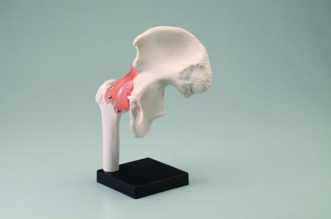 院内ツール 人体模型｜アトラストア:鍼灸接骨院向け卸通販サイト