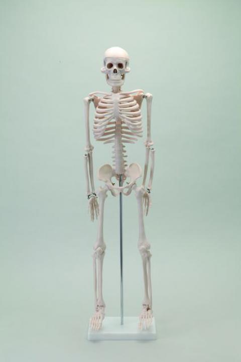 綺麗です♪ ドイツ製 脊柱模型 3B社 骨格模型 脊柱 椎骨 動脈 神経付 